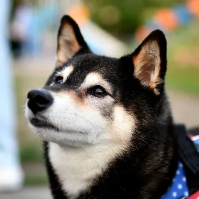 パイセン profile