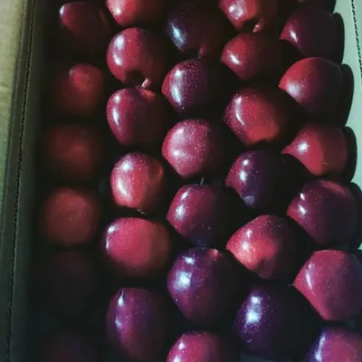 B.X.K Orchards profile