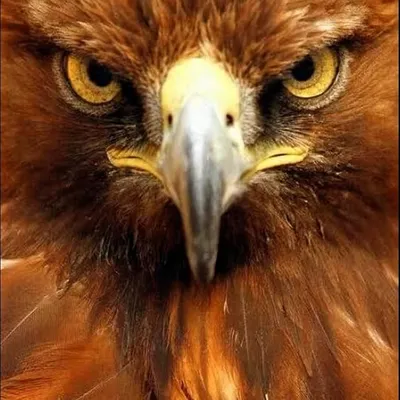 Baaz Eyes profile