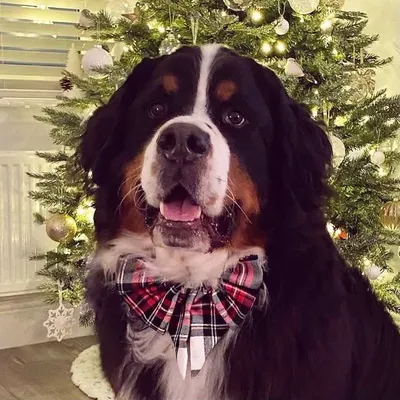 Bernie the BMD profile