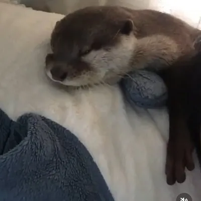 Babietheotter profile