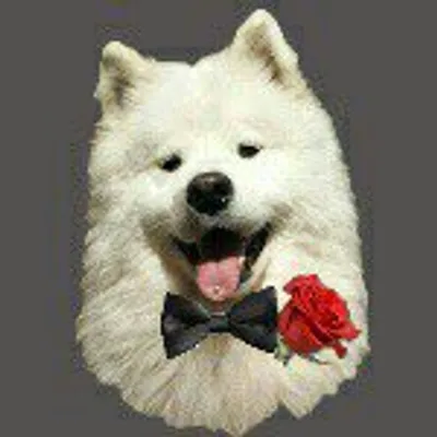 Baby Beckham the Samoyed child profile
