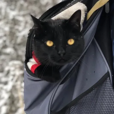 Kitty Love profile
