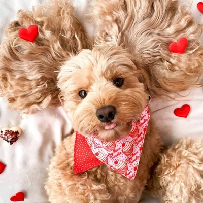 BadGal Peaches〡The Cavoodle profile