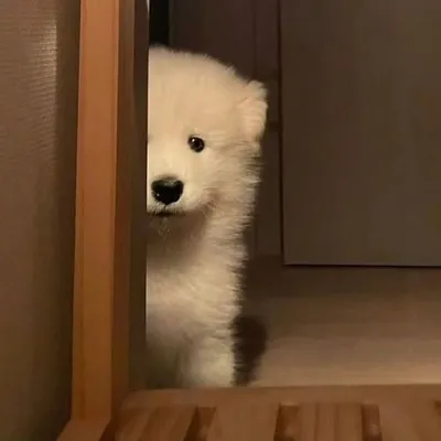 BaekHyun. profile