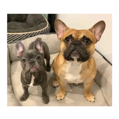 Bagel_Donut_the_Frenchie profile