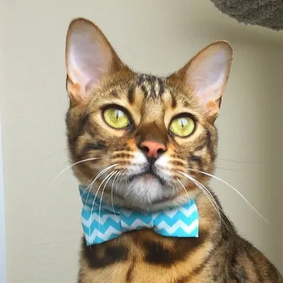 Bagheera profile
