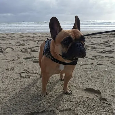 Bailey_frenchie ๐ถ profile