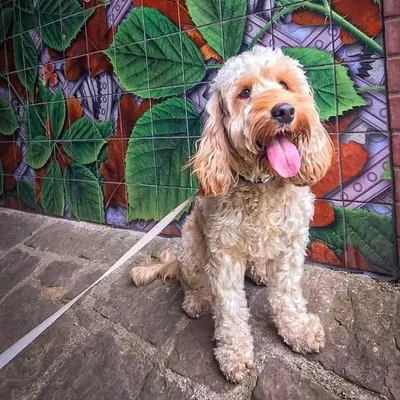 Bailey The Cute Cockapoo profile