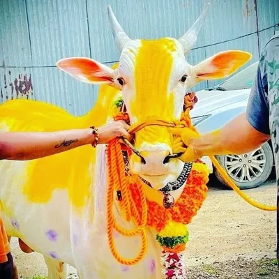 नाद एकच बैलगाडा शर्यत ❤️✌️ profile