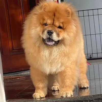Papao | Chow Chow Dog profile