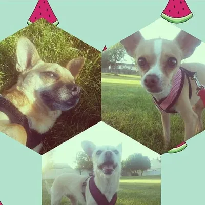 Bambi Nala and Sam profile