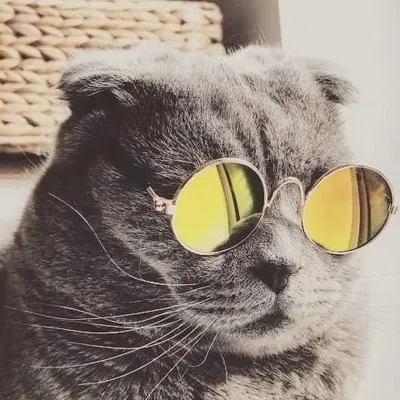 Billa memes profile