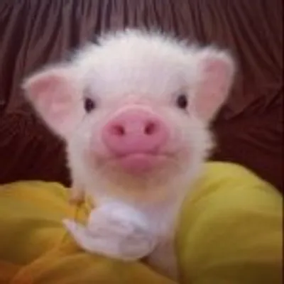 Barbie The Pig profile