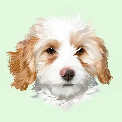 Bentley the Mini Cavoodle ๐ถ profile