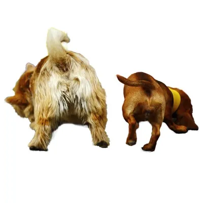 Doxie Alfa and norwich Stiggy profile