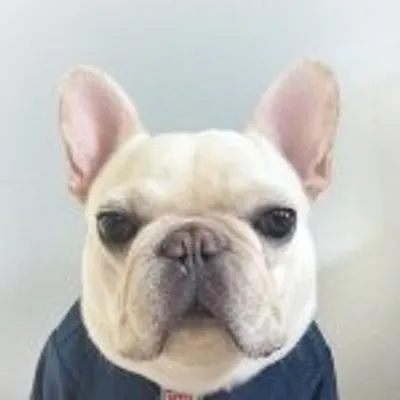 SirCharlesBarkley the Frenchie profile