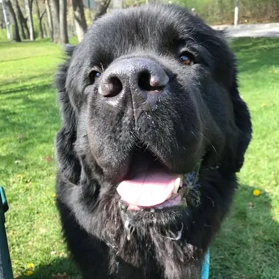 Barnaby and Oslo the Newfies profile
