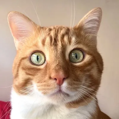 Barney Thegingercat profile