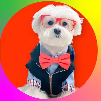 Baxter ๐พ profile