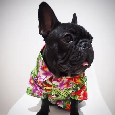 Basil And Floyd The Frenchies profile