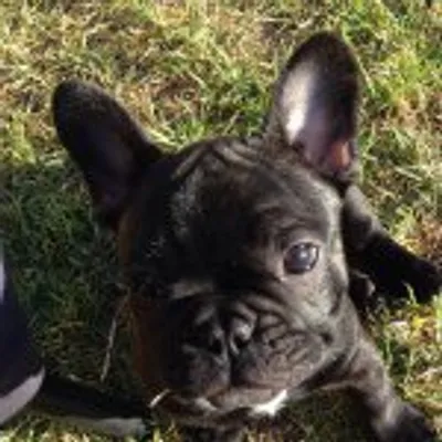 Basil the French Bulldog profile