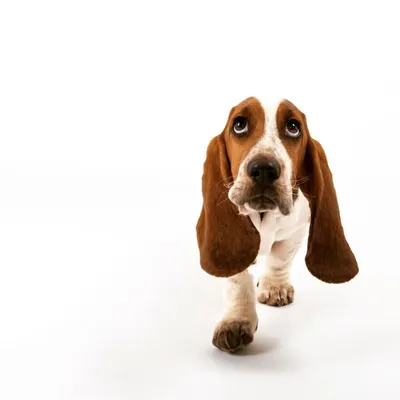 Bas the Basset Hound profile