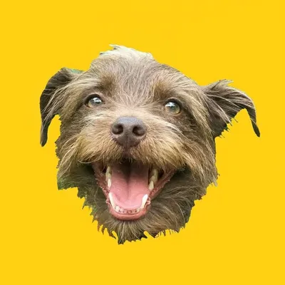 Bastian the Talking Terrier profile