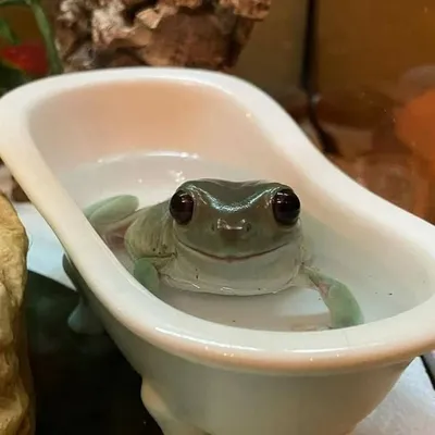 froggy profile