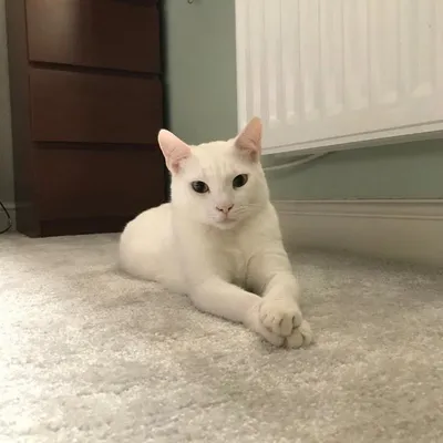 The Two White Cats profile