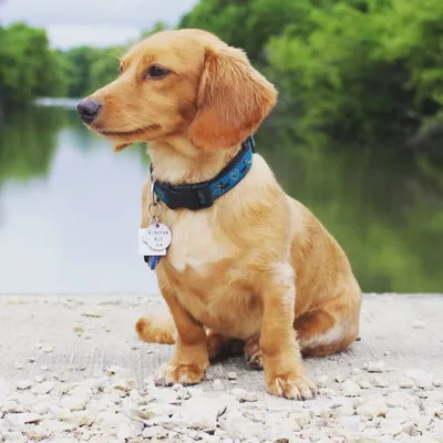 Baxter and Patton profile