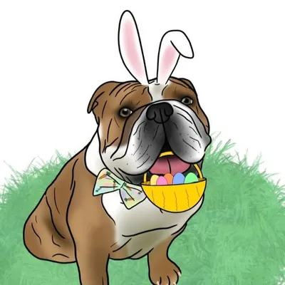 Baxter The English Bulldog profile
