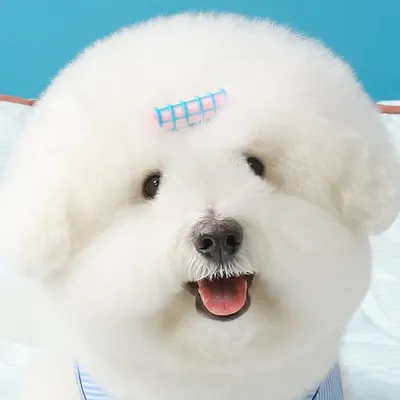 개 빵떡 🐻❄️ profile