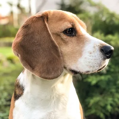RICCO D'OR | BEAGLE profile