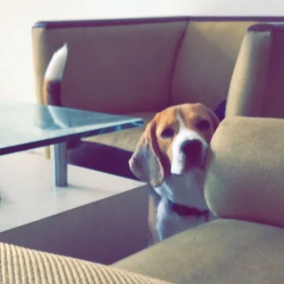 Oreo Singh🧿 profile
