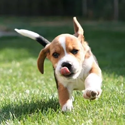 Beagles profile