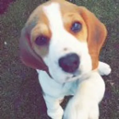 Beagles Only! profile