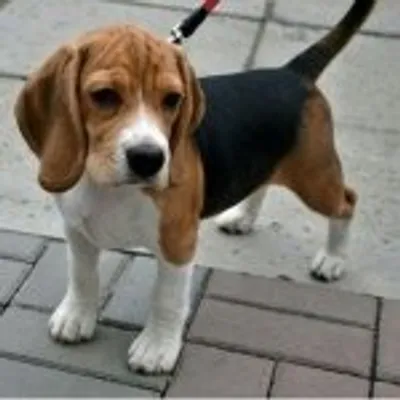 Beagle Dog Lovers profile