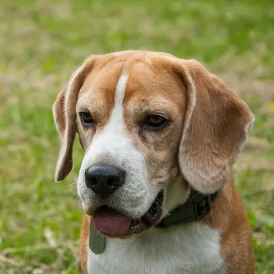 Beagle Richard | Бигль Ричард profile