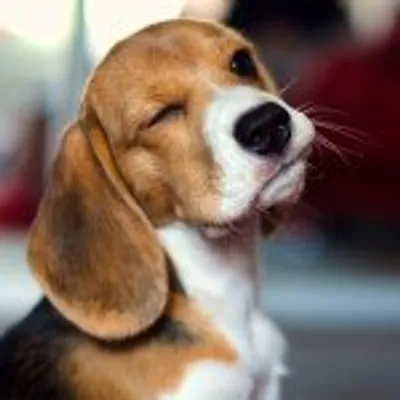 BeaglesDaily profile