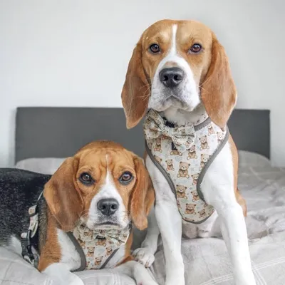 Kiki & Koko | Beagles ๐ถ profile