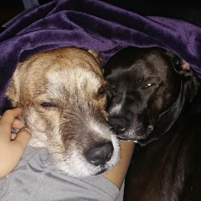 Beans & Kovu profile