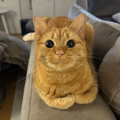 Beans the Ginger Catš§” profile