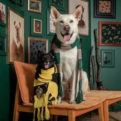 ✨Arlo, Bear & Maci ✨ profile