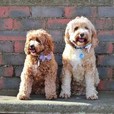 Mello Bear & Benji Button profile