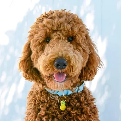 Beau the Goldendoodle profile