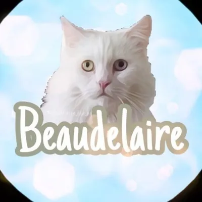 ๐BEAU๐ profile