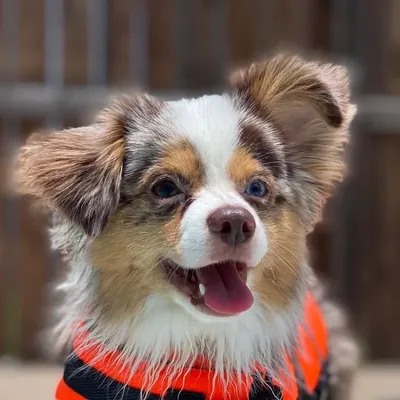Beau | Toy Aussie | Texas profile