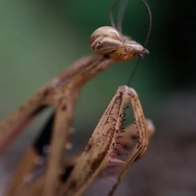 beautiful_insects_japan profile