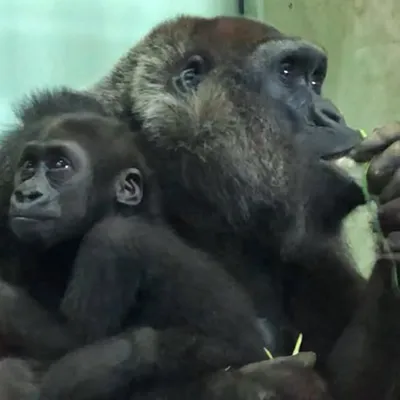beauty_gorillaz_5 ๐ฏ๐ต profile